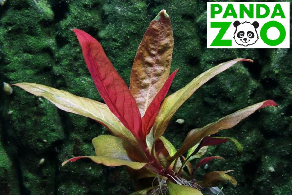 Alternanthera lilacina- Альтернантера лилацина L018