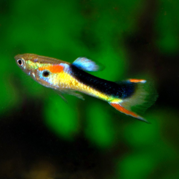 Гуппи Эндлера Яонские Тукседо  (Guppy) Самец