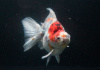 Риукин ситцевый короткохвостый (Goldfish Ryukin short tail calico)