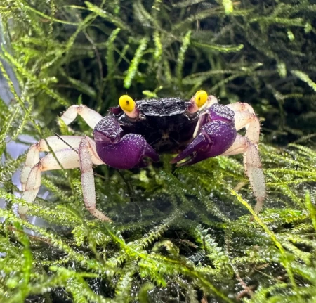 Краб Вампир Орхидея  (Geosesarma sp.) Orchid Vampire Crab