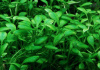 Глоссостигма элатиновидная (Glossostigma elatinoides)