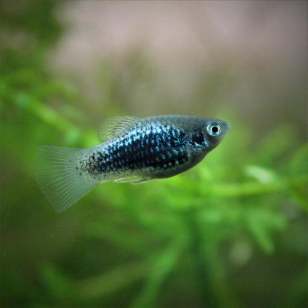 Пецилия синий смокинг (Xiphophorus maculatus blue tuxedo Platy)