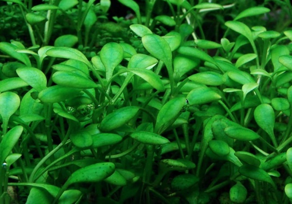 Глоссостигма элатиновидная (Glossostigma elatinoides)