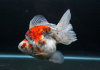 Риукин ситцевый короткохвостый (Goldfish Ryukin short tail calico)