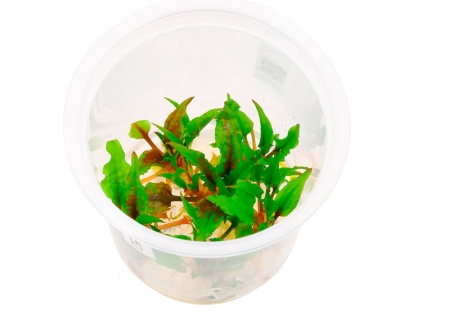Криптокорина Вендта зеленая (cryptocoryne wendtii var. green)