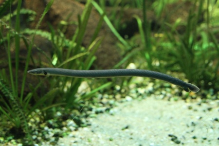 Каламоихт Калабарский [Calamoichthys calabaricus] Рыба-змея