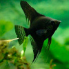 Скалярия черный бархат (pterophyllum black velvet)
