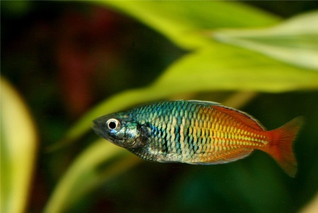 Радужница Боэсмана (Melanotaenia boesemani)