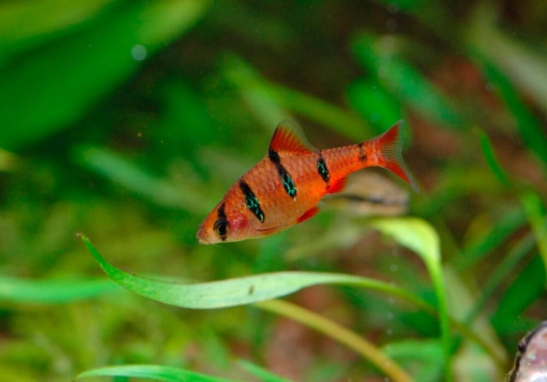 Барбус пятиполосый (Barbus pentazona)