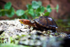 Черепаха Мускусная (Sternotherus odoratus)