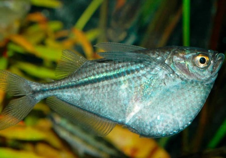Клинобрюшка обыкновенная (Gasteropelecus sternicla)