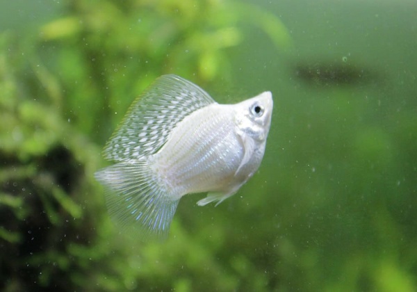 Моллинезия белая баллон (Poecilia sphenops Silver Molly balloon)