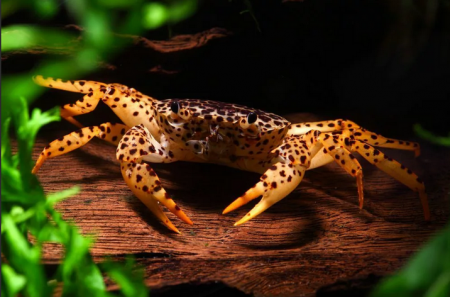 Краб пантеровый / леопардовый (Parathelphusa pantherina) 3-3,5 см