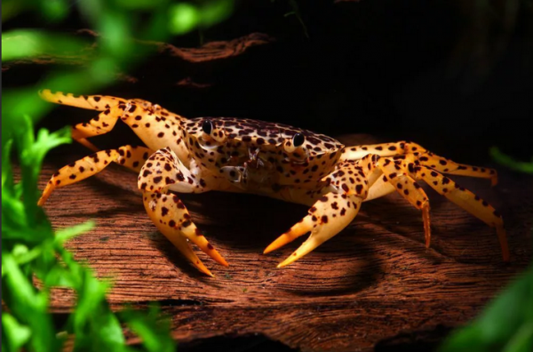 Краб пантеровый / леопардовый (Parathelphusa pantherina) 3-3,5 см