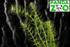 Bacopa myriophilloides- Бакопа мириофилоидес L234