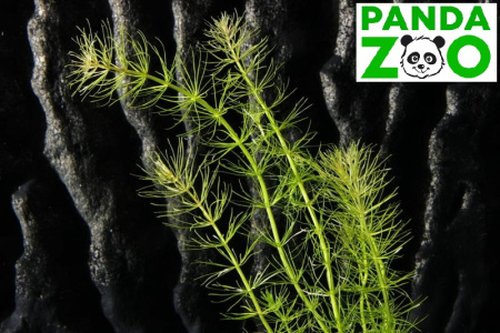 Bacopa myriophilloides- Бакопа мириофилоидес L234