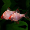 Барбус Гонконг  (Barbus tetrazona) 5 см.