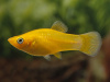 Моллинезия желтая (Poecilia sphenops Gold Molly)