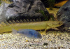 Полиптерус Сенегальский (Polypterus senegalus) 5-6 см 