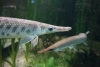 Щука Тупорылый Панцирник  (Lepisosteus platostomus) 9-11 см