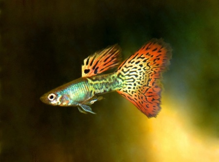 Гуппи красная мозаика (Poecilia reticulata red mosaic)