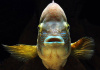 Акара бирюзовая (aequidens rivulatus)