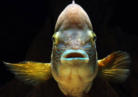 Акара бирюзовая (aequidens rivulatus)