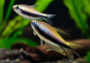 Тетра королевская Пальмери (Nematobrycon Palmeri Lacortei) Тетра Императорская