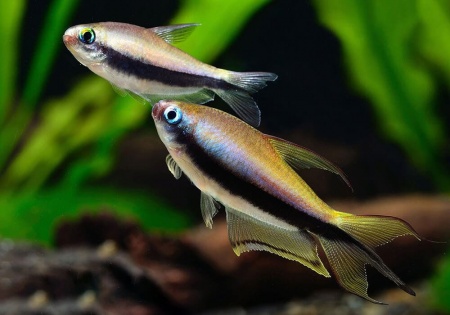 Тетра королевская Пальмери (Nematobrycon Palmeri Lacortei) Тетра Императорская