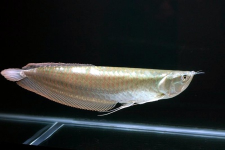 Арована серебристая Южноамериканская (Osteogssum bicirrhosum) 8-10 см