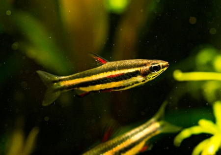 Нанностомус Маргинатус карликовый (Nannostomus marginatus)