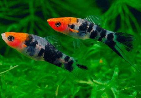 Меченосец Геллера кои ситец (Xiphophorus helleri Calico Koi)