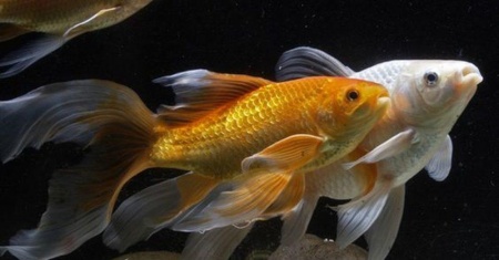 Золотая рыбка Комета белая (Goldfish comet white)