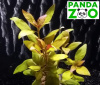 Alternanthera reineckii Kleines Papageienblatt - Альтернантера рейнеки папагейт L169