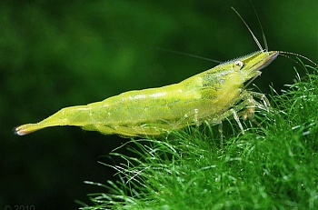 Креветка Бабаулти (Caridina babaulti)