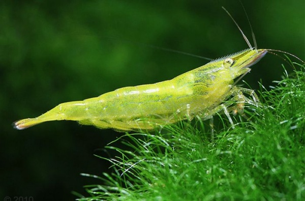 Креветка Бабаулти (Caridina babaulti)