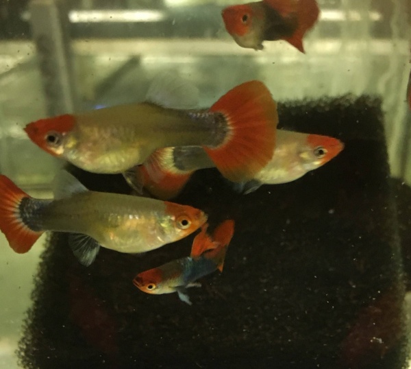 Гуппи Кои красная шапочка  (Guppy Koi RED Tuxedo) САМКА