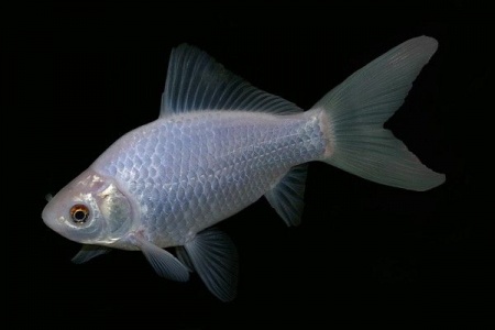 Золотая рыбка Комета белая (Goldfish comet white)
