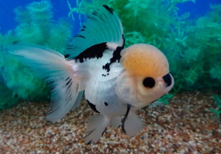 Оранда черно-белая (Goldfish Oranda black-white)