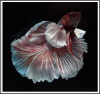 Петушок ХалфМун Дамбо пурпурный самец  (betta dambo elephant ear purple)