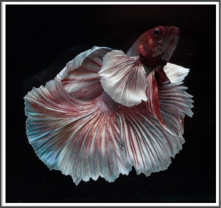 Петушок ХалфМун Дамбо пурпурный самец  (betta dambo elephant ear purple)