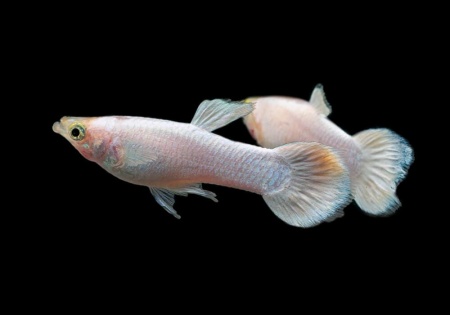 Гуппи снежный цветок (Guppy Snow Flower)