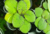 Лимнобиум (Limnobium sp.)