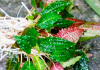 Криптокорина родственная аффинис (Cryptocoryne affinis)