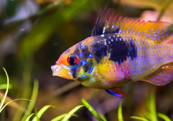 Цихлида Апистограмма Рамирези (apistogramma ramirezi) 3 см