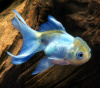 Оранда голубая (Goldfish Oranda blue)