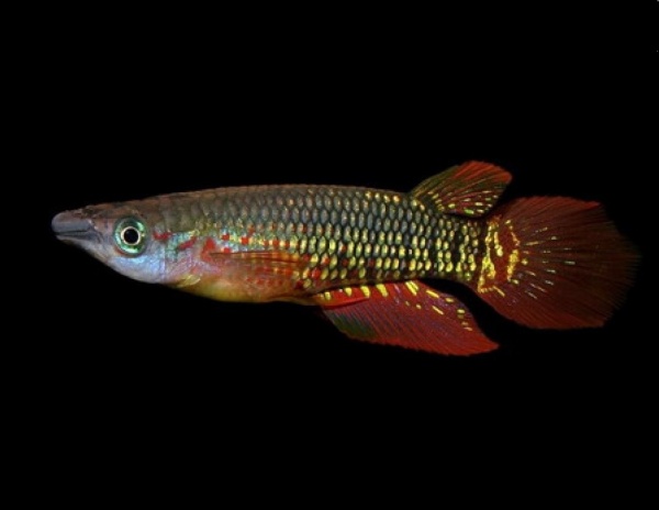 Аплохейлус линеатус полосатый (лат. Aplocheilus lineatus) Красная щучка
