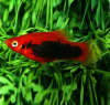 Пецилия красный смокинг (Xiphophorus maculatus toxedo red Platy)
