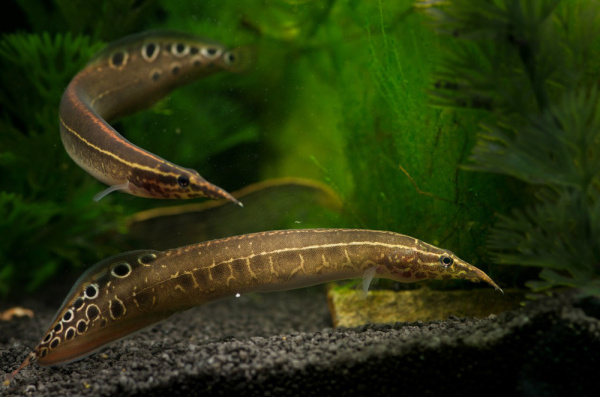Макрогнатус глазчатый  (Macrognathus Aculeatus)  7-8 см