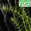 Bacopa myriophilloides- Бакопа мириофилоидес L234